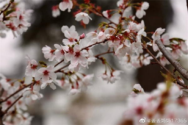 【图说淮南】——春樱盛开