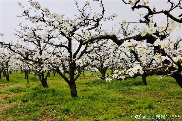 【图说淮南】——春风吹淮南 