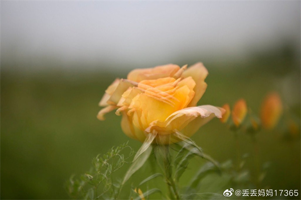 【图说淮南】——只道花无十日红，此花无日不春风