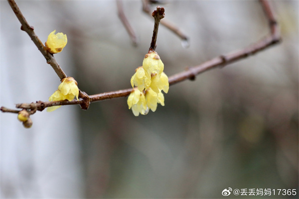 【图说淮南】——墙角数枝梅，凌寒独自开