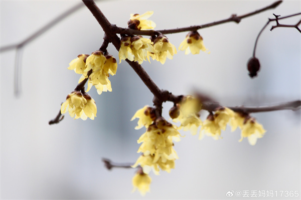 【图说淮南】—— 一花香十里