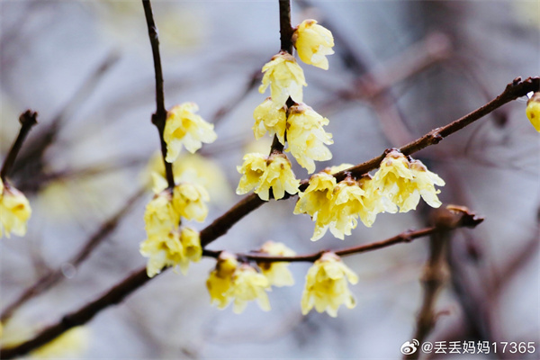 【图说淮南】——暗香浮动