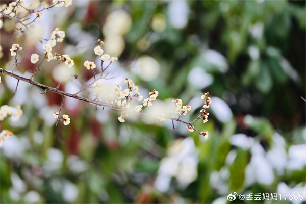 【图说淮南】——雪梅