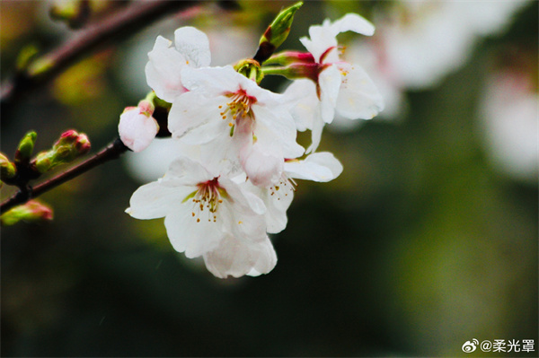 【图说淮南】——雨中的花儿