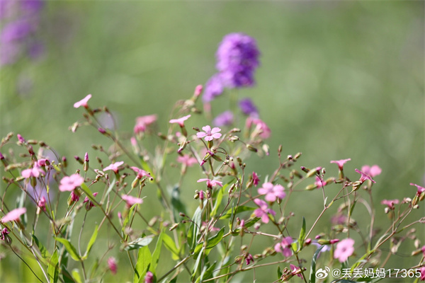 【图说淮南】——暮春时节