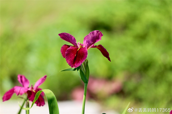 【图说淮南】——初夏美景