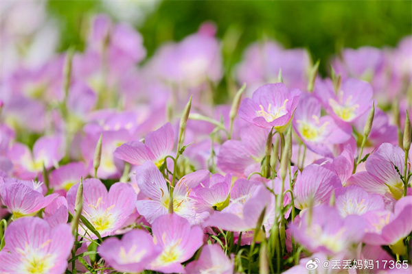 【图说淮南】——繁花似锦