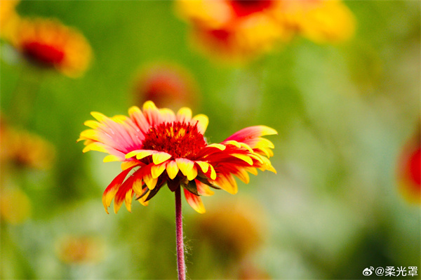 【图说淮南】——花儿朵朵开